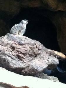 Meerkat Omaha Zoo