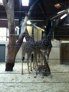 giraffes omaha zoo