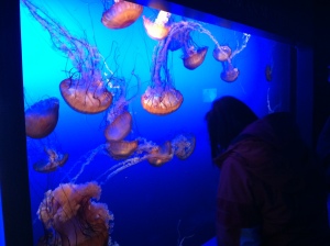 jelly fish omaha zoo